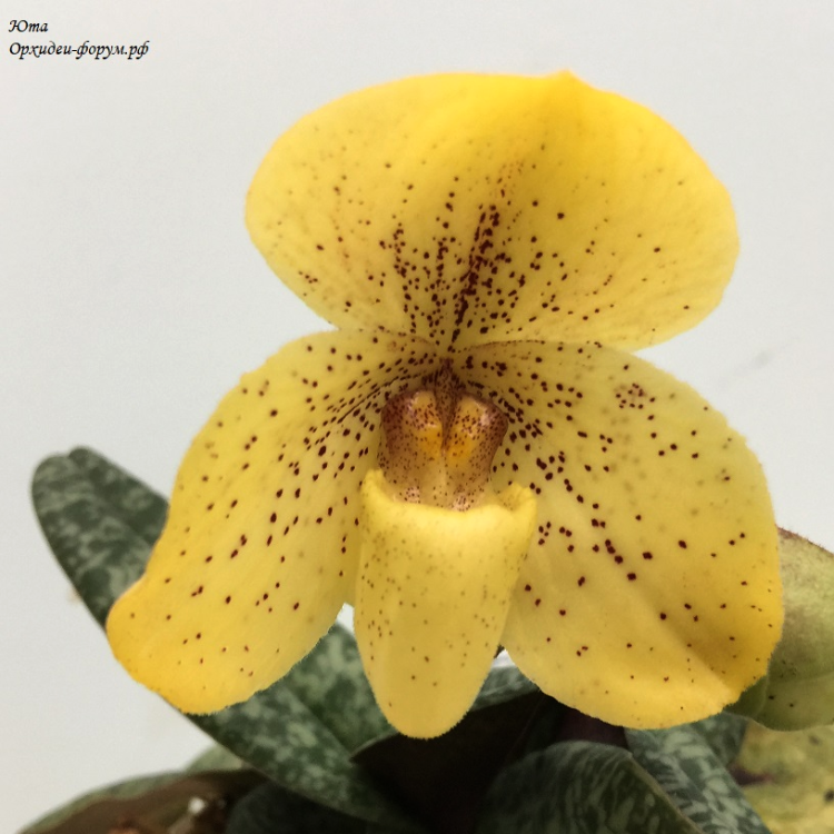Paph. concolor x sib ('Wide Body' x 'Perfection')